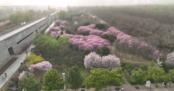 洛阳植物园樱花万物复苏春天公园道路航拍