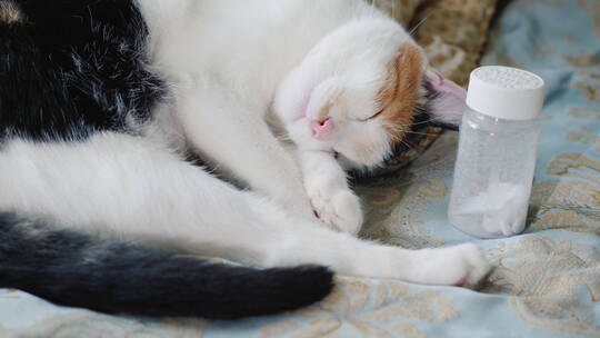 药瓶旁边熟睡的小猫视频素材模板下载