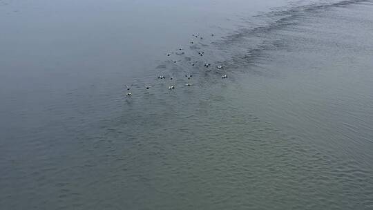 高清航拍清晨江边小鸟鸭子鸟河水视频素材模板下载