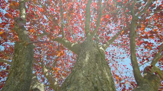 秋天仰望蓝天白云下 红色树叶 树木特写