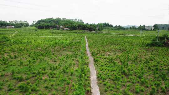 航拍澳洲茶树基地