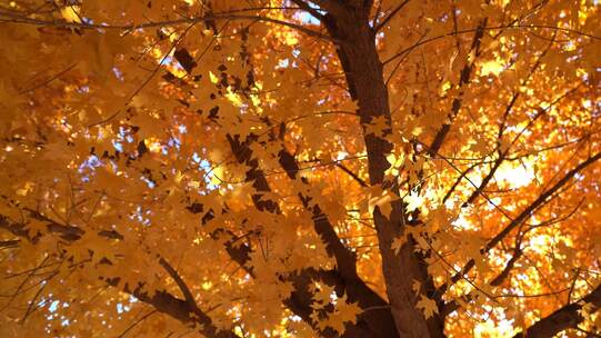 秋天的枫叶随风晃动阳光从间隙中照射出来视频素材模板下载