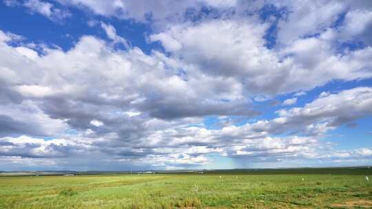 青海湖草原牛群风景
