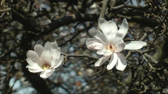 两朵白木兰花