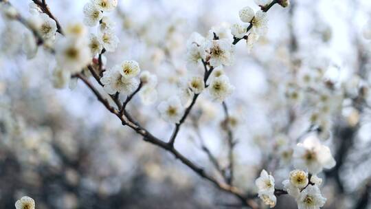 春天白梅花开