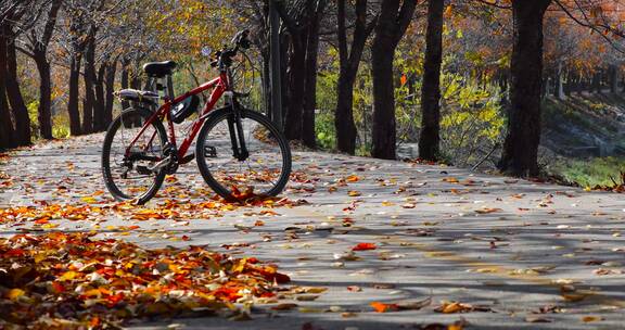 秋天森林树木落叶小道上停放的自行车