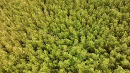 大片竹林海深处背景大山视频素材航拍意境