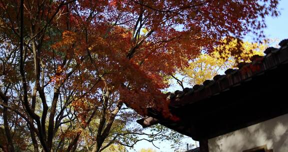 秋天江南古风建筑旁色彩鲜艳的枫叶
