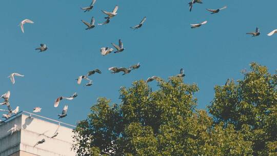 鸽子飞过