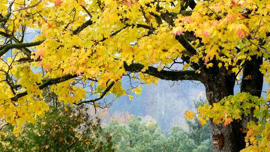 秋天美丽的自然风光 金黄色的枫树林视频素材模板下载