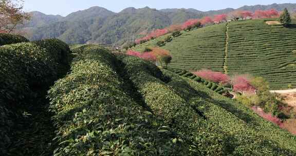 福建漳平龙岩永福樱花茶园