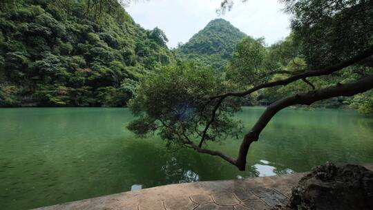 广西柳州龙潭公园池塘边树荫