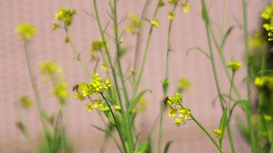 2023广东农村油菜花视频素材模板下载