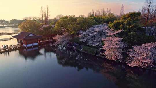 杭州西湖樱花