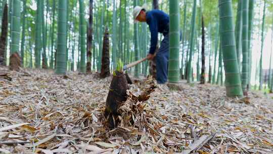 竹笋采挖