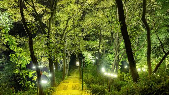 中国杭州 绿色的宝石山绿道夜晚登山延时