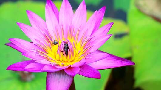 青春蜜蜂采蜜花蕊