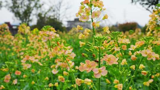 油菜花春天油菜花海油菜花田菜花花海