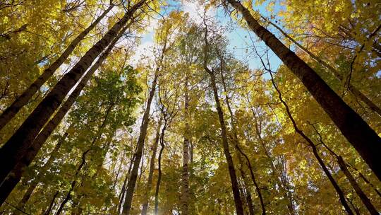仰拍秋天的树林