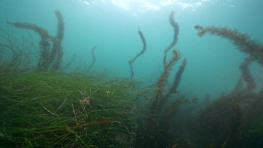 海底海草鱼类海洋生物