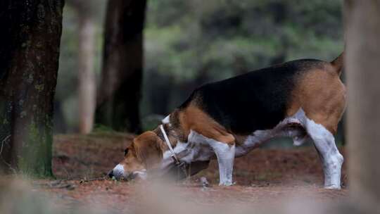 照片中一只宠物小猎犬在公园里四处走动时，