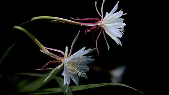 昙花一现昙花绽放延时