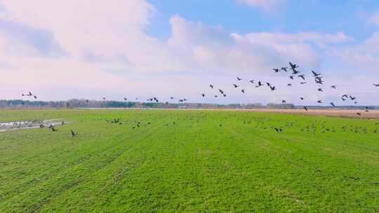 户外田野上起飞的鸟群