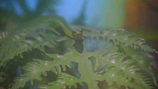 蛇 大蛇 爬行动物 两析动物 野生动物 动物