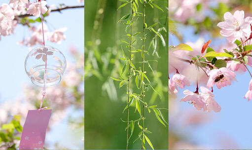 【合集】春天花朵春暖花开万物复苏春分