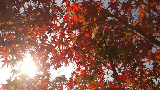 秋天里的红色枫叶红枫叶
