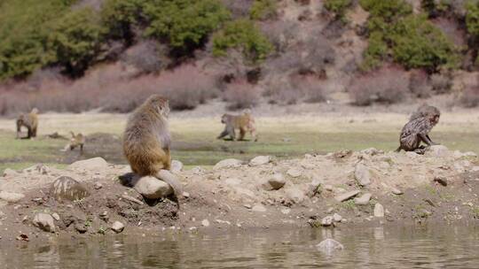 林芝藏猕猴喝水视频素材模板下载
