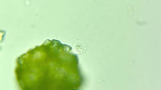 科研素材 细胞微生物原生生物 2