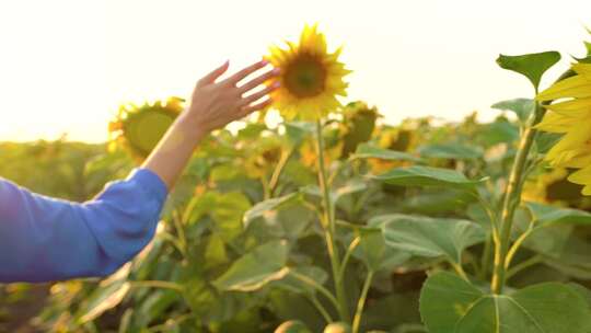年轻女子的手触摸田野中的向日葵
