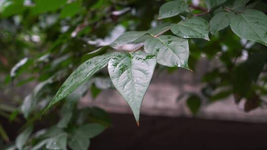 清晨的绿色植物意境背景素材