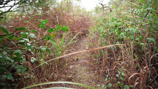 茶花茶树山茶籽茶油农业视频素材模板下载