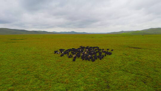 甘南草原夏季牦牛羊群4K航拍视频素材模板下载