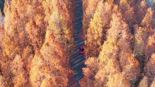 塘下公路 汽车行驶 水杉林