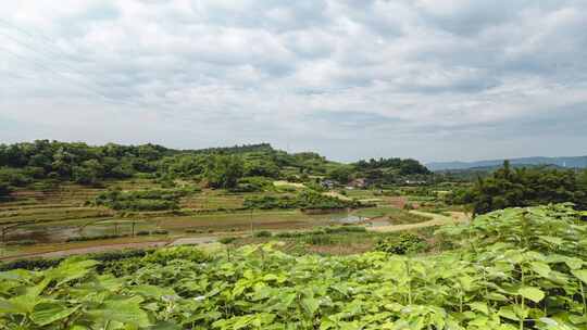 四川达州 乡下水稻插秧 种植 蓝天白云