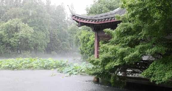 （慢镜）中国杭州西湖曲院风荷下雨天