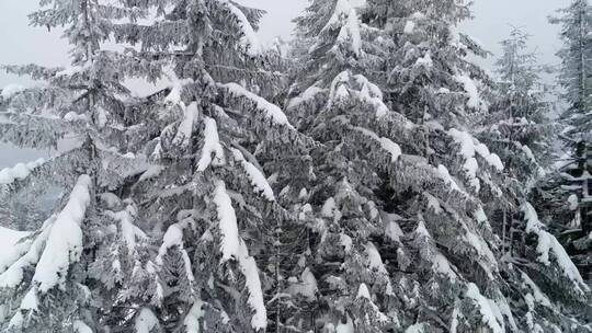 森林里的松树_树枝上长满了雪