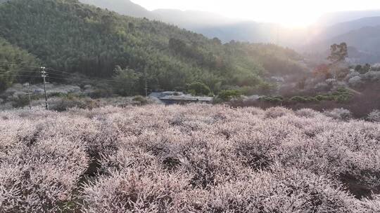 中国广东省广州市从化区广州流溪东星村梅花