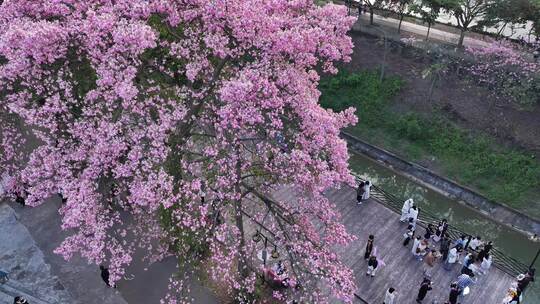 中国广东省广州市从化区华软异木棉