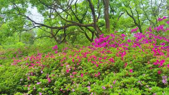 湖北武汉东湖磨山景区杜鹃花盛开