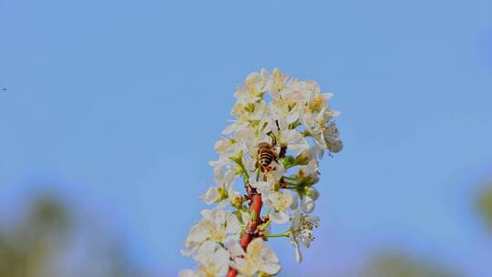 春天李花蜜蜂采蜜