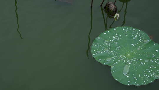 雨后荷叶水珠实拍