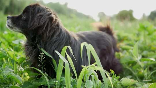 美丽的冲狗有趣的吃草，狗在绿草上
