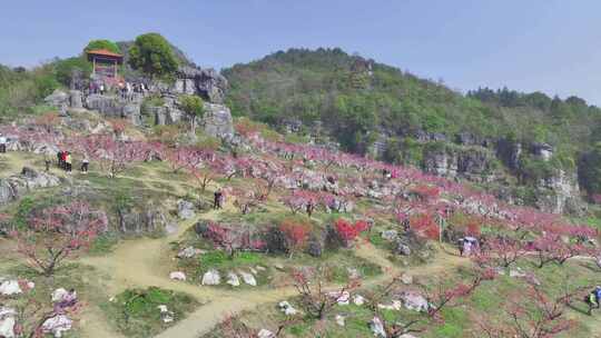 桃花树桃花林桃花山