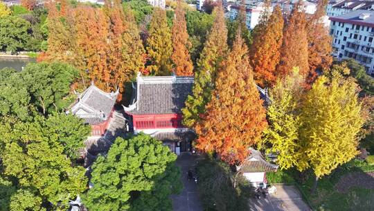 上海秋天 嘉定秋天 上海孔庙