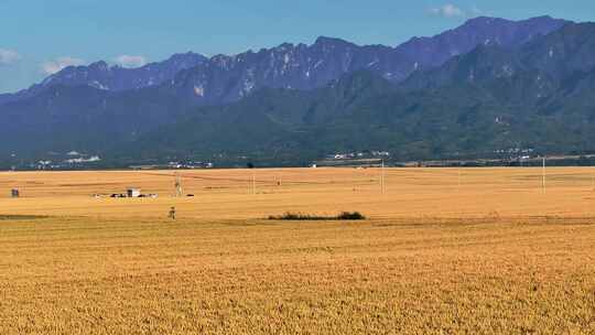 关中平原金色麦田 小麦