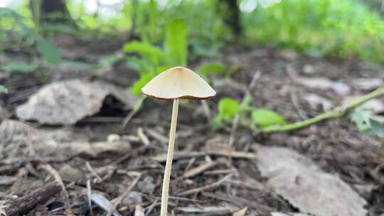 森林菌菇